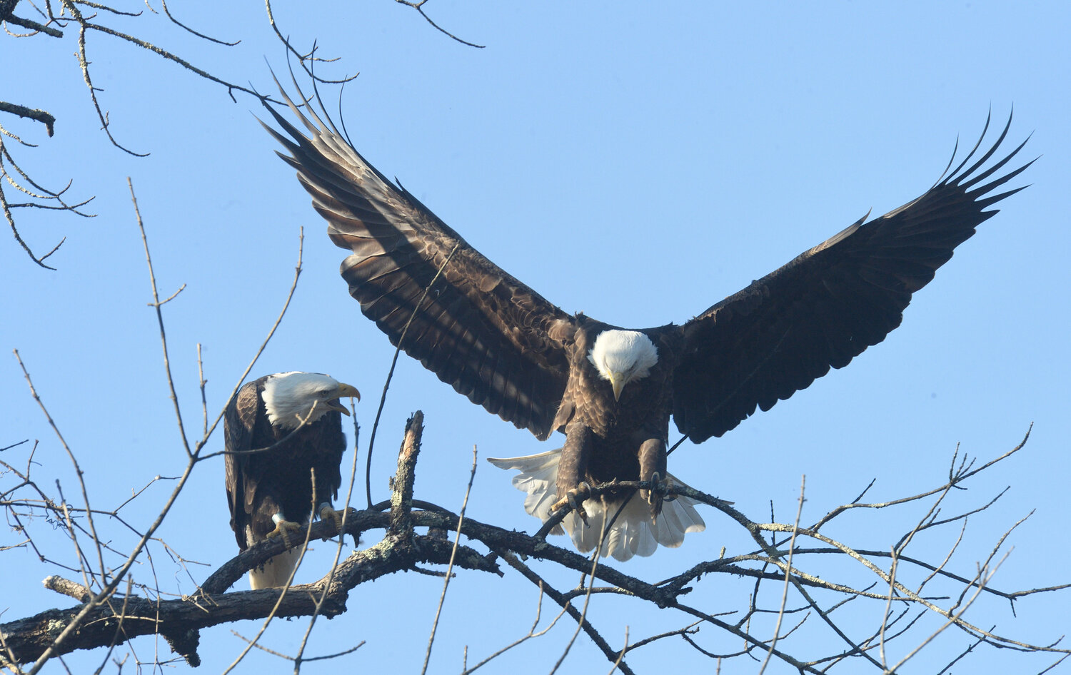 The female eagle (the rightmost with outstretched wings) is landing to join the male of the pair. Bald eagles are sexually dimorphic; females are 20-30 percent larger than males on average. Fall and early winter are quiet times for breeding eagles: the fledglings from last spring and summer have dispersed and are on their own, though adults occasionally engage in nest repair. ..Adult eagles are tolerant of adults from other territories this time of year and can frequently be seen perched in the same tree.....